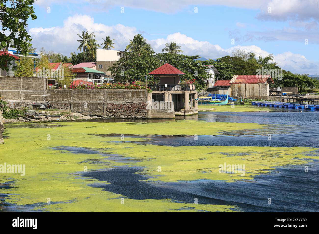 Talisay, Philippines. May 11,2024: Eutrophication and fluorescent green algae on Taal volcano lake as the South East Asian country experience one of hottest heatwaves and longest drought caused by El Nino. The heat index shot up to 53 degrees Celsius in some provinces with significant impacts on vegetation and biodiversity. Lake eutrophication becomes an increasing threat due to the excessive anthropogenic nutrient input from fertilizers, aquaculture, pollution. Oxygen losses observed since 1980 in world's lakes are 3 to 9 times faster than those in oceans. Credit: Kevin Izorce/Alamy Live News Stock Photo