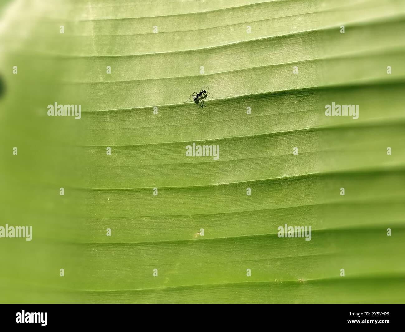 An ant on a leaf. Black insect on a green striped banana leaf. Close-up. Soft focus around the edges of the photo. Ants in the forest. Serbia Stock Photo