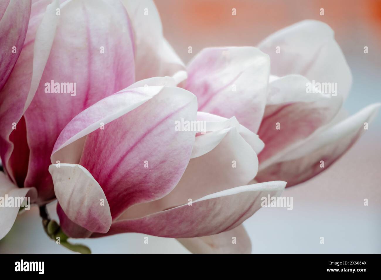 Magnolia Sulanjana flowers with petals in the spring season. beautiful ...