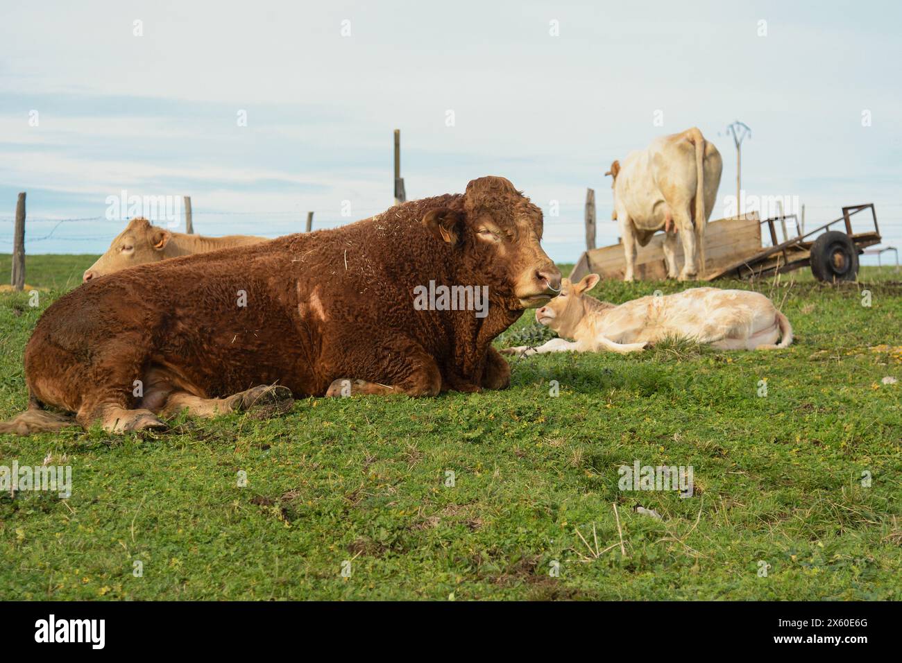 Closeup of a bull lying in a field Stock Photo