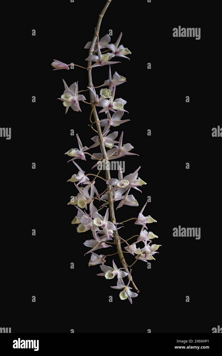 Closeup view of delicate creamy white and purple pink flowers of dendrobium aphyllum tropical epiphytic orchid species isolated on black background Stock Photo