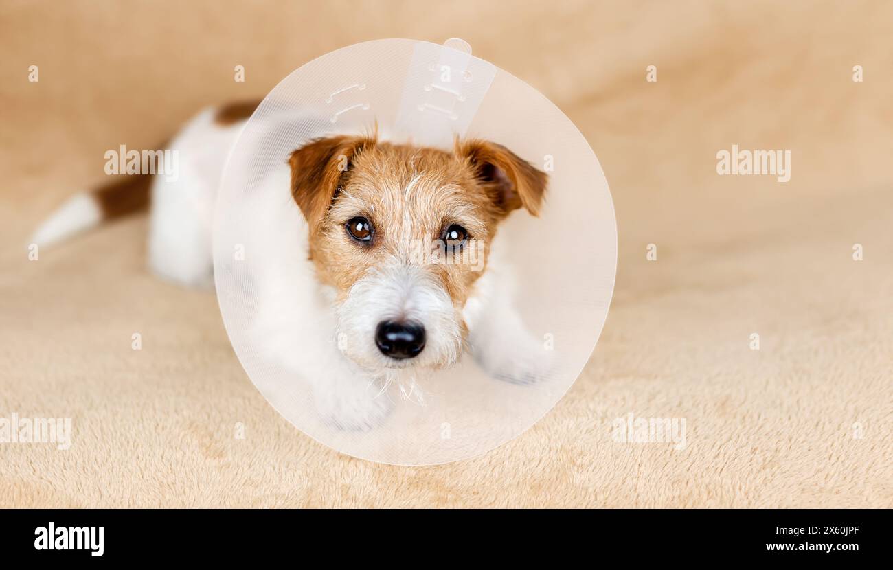Face of a cute healthy recovering dog as wearing funnel collar