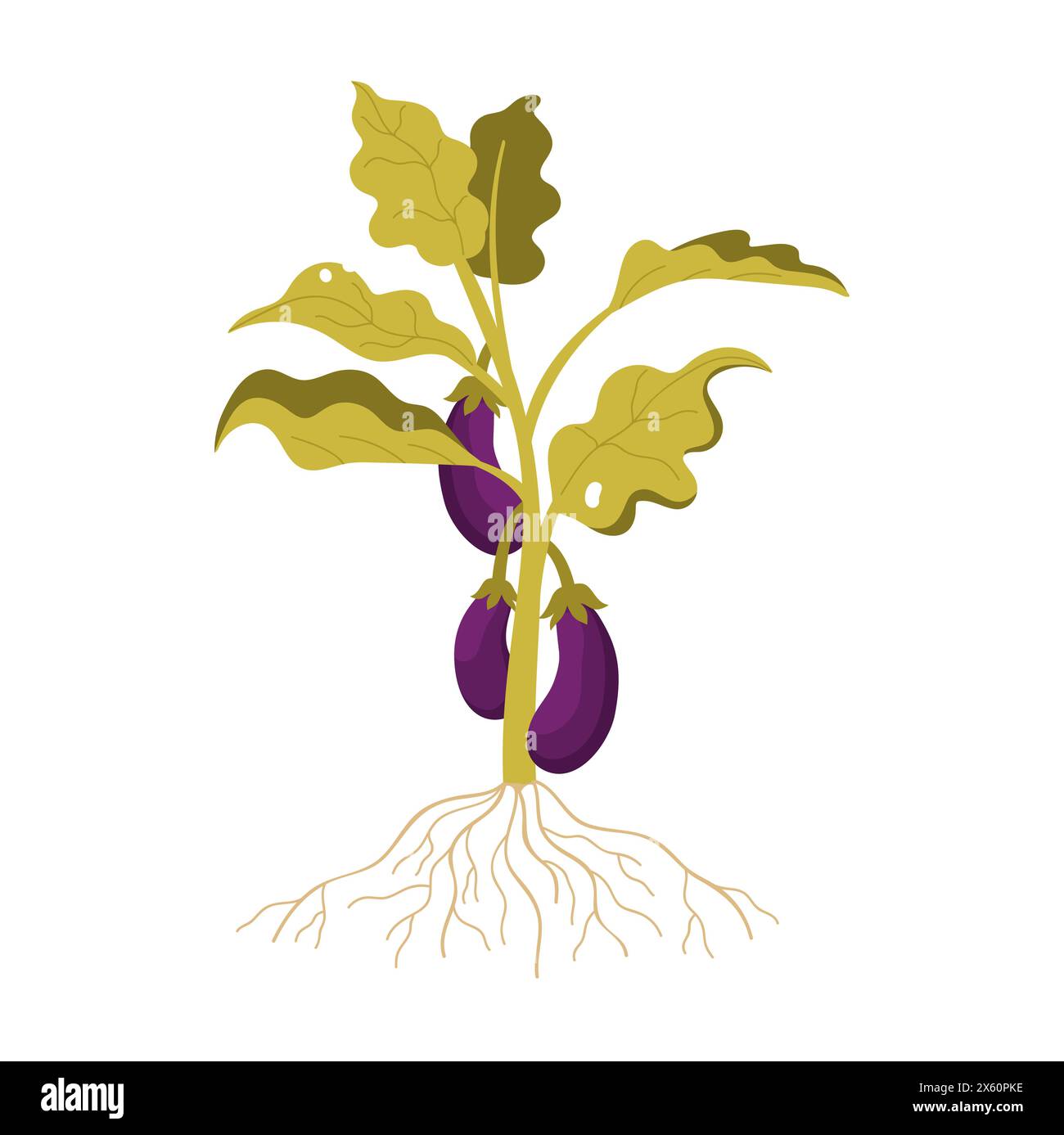Eggplants growing on green plant with leaves, stem and roots vector