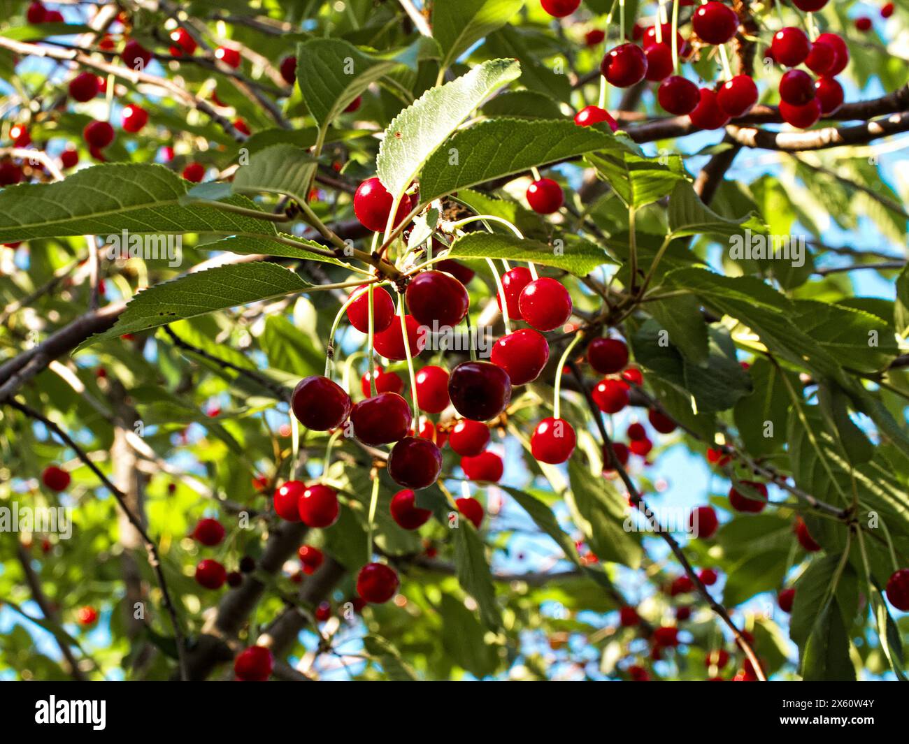 Sunlit cherry tree with abundant red cherries and green leaves, showcasing nature’s bounty and the onset of summer. Stock Photo