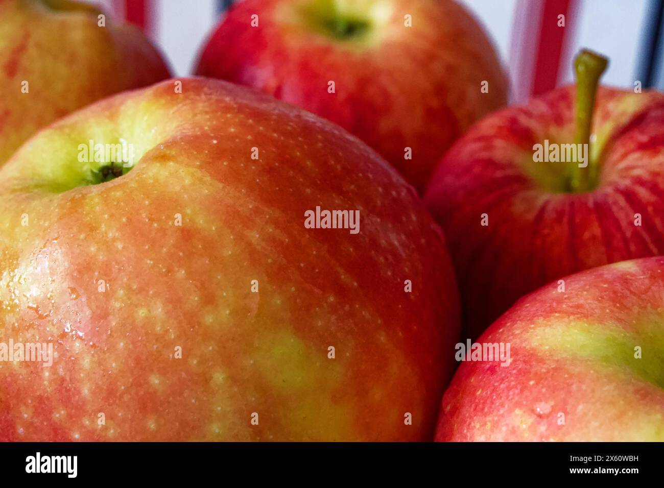 Ripe Apple Grouping. Group of red-yellow apples, dewy texture on the ...