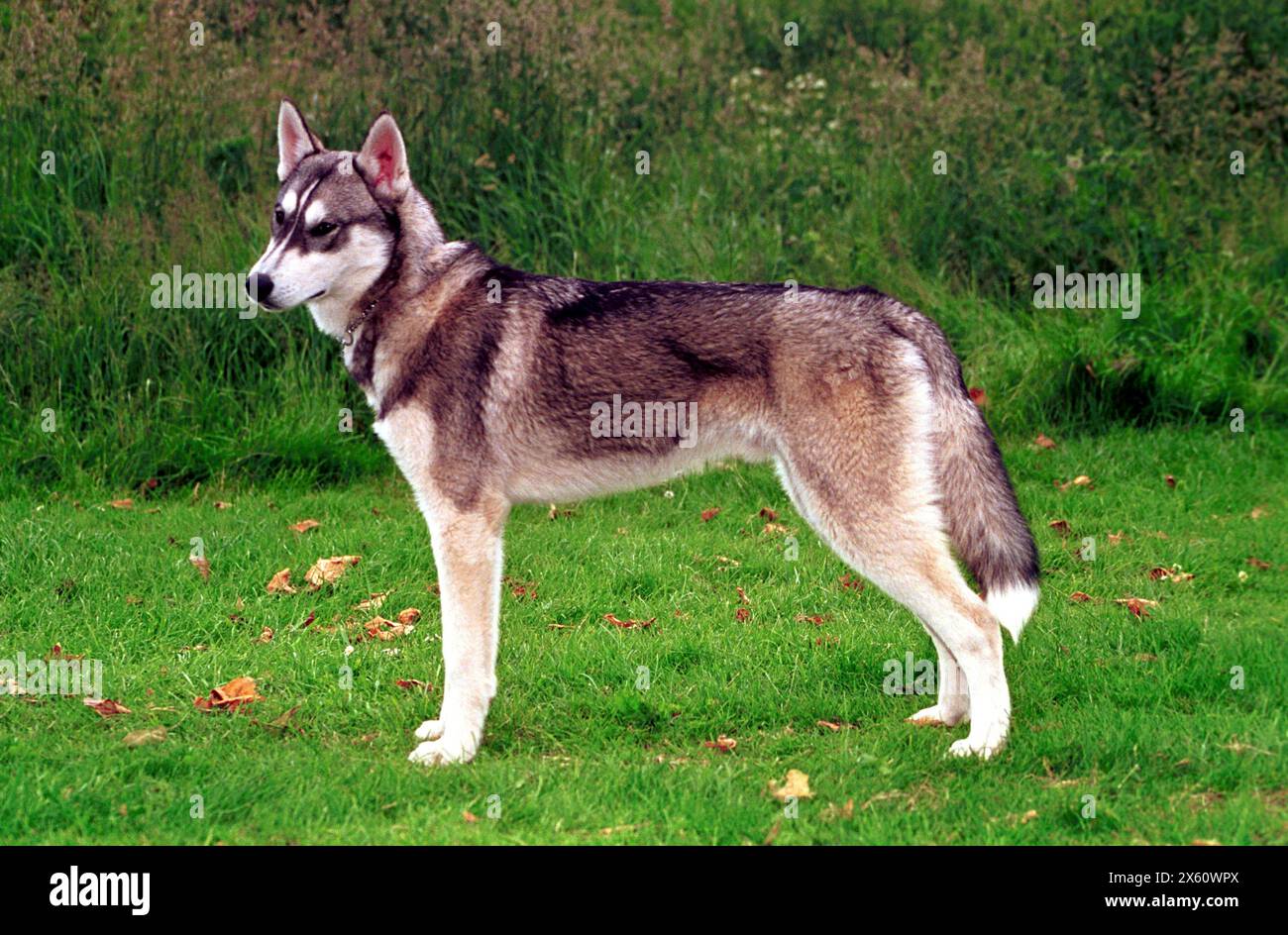 Young  Adult Siberian Husky Dog Stock Photo