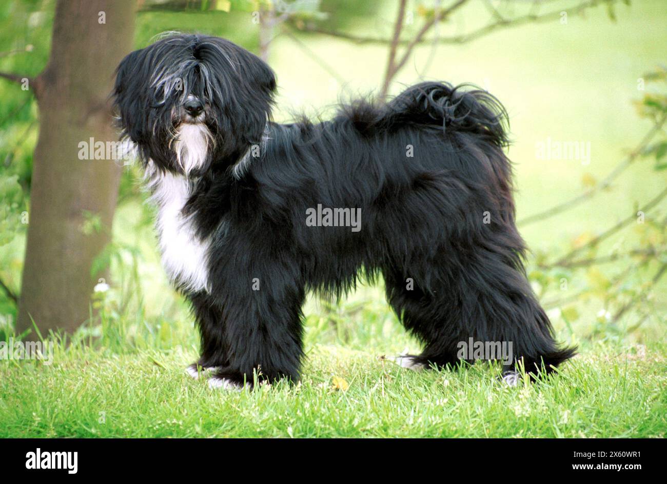 A Black and White Tibetan Terrier Looking towards the Camera Stock Photo