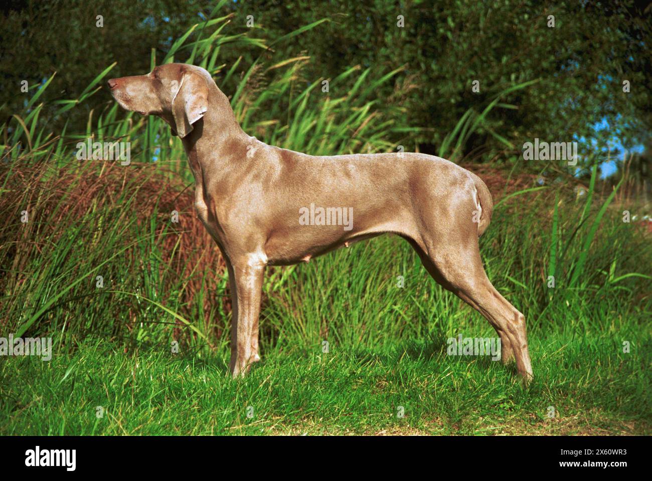 A Sleek Example of a Weimaraner Dog Alert in a Field Stock Photo