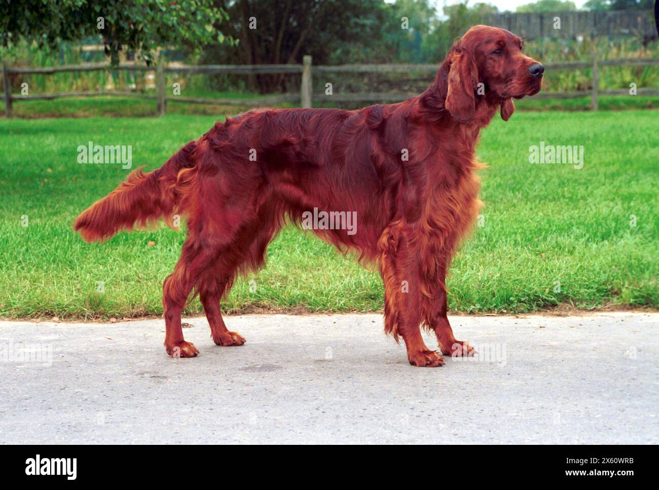 Adult Red Irish Setter Dog stood Outdoors Stock Photo