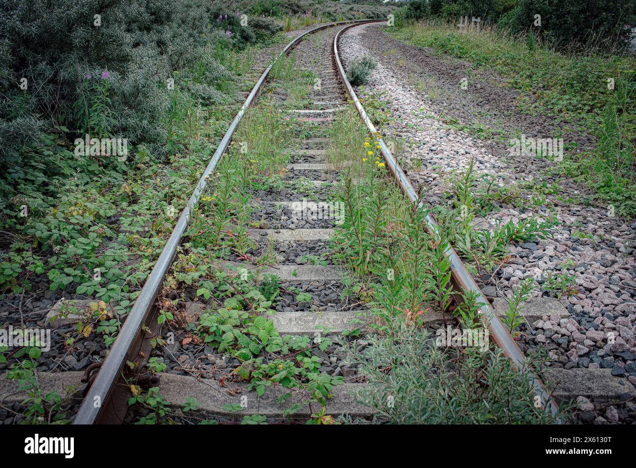 Weeds growing over old railway track Stock Photo
