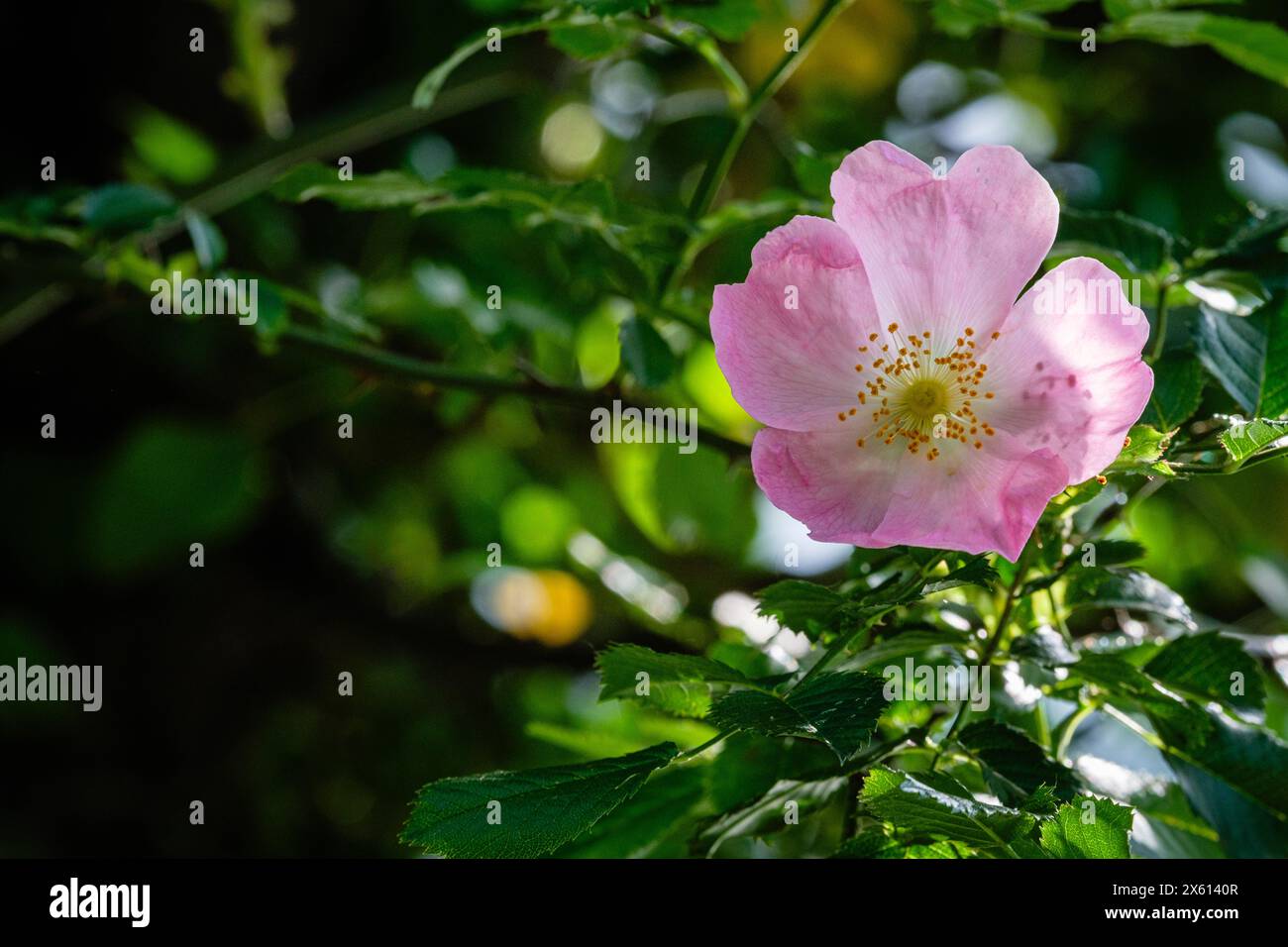 Pink rosehip flower amidst leaves. Stock Photo