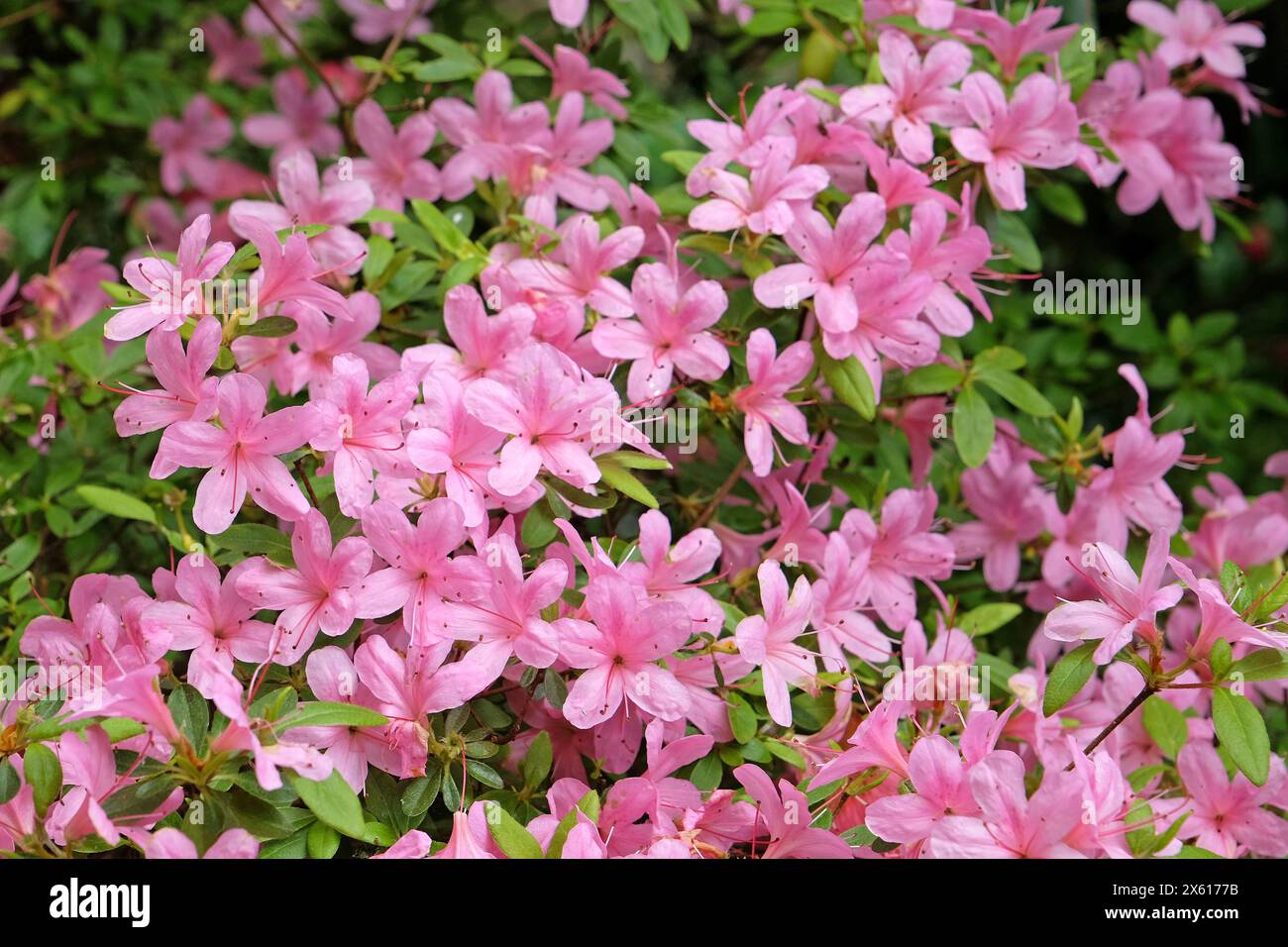 Pink Rhododendron azalea ‘Hinomayo’ in flower Stock Photo - Alamy