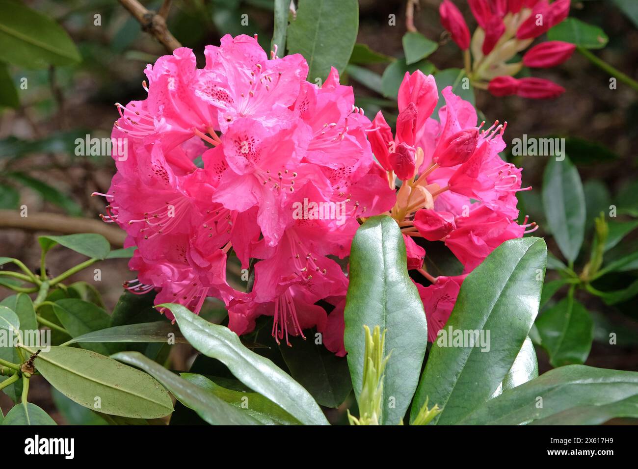 Pink Rhododendron ‘Cynthia’ in flower Stock Photo - Alamy