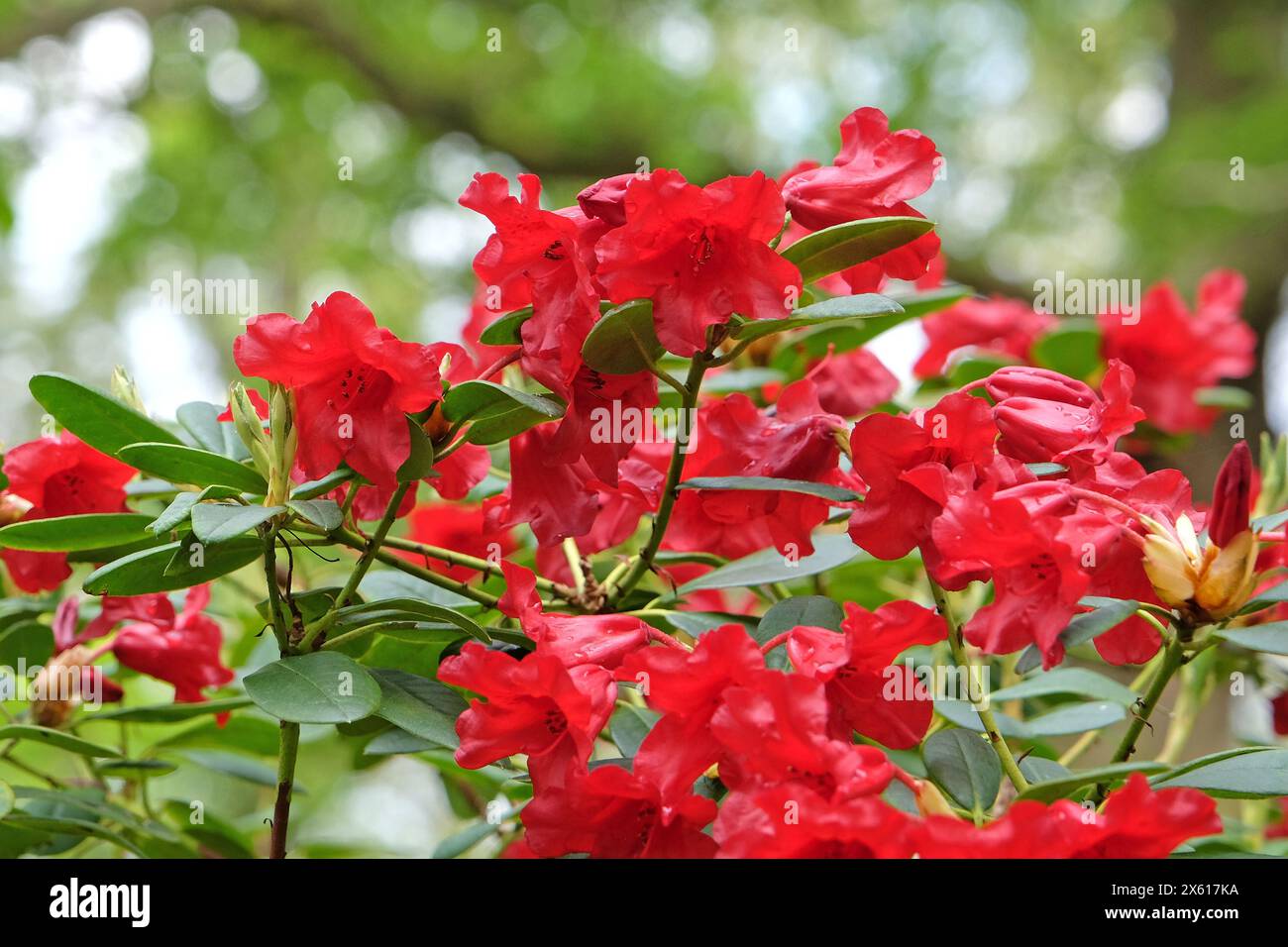 Plant rhododendron dwarf hi-res stock photography and images - Alamy