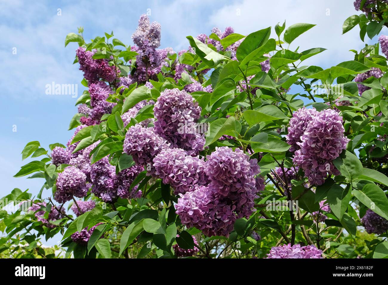 Purple lilac tree in flower Stock Photo - Alamy
