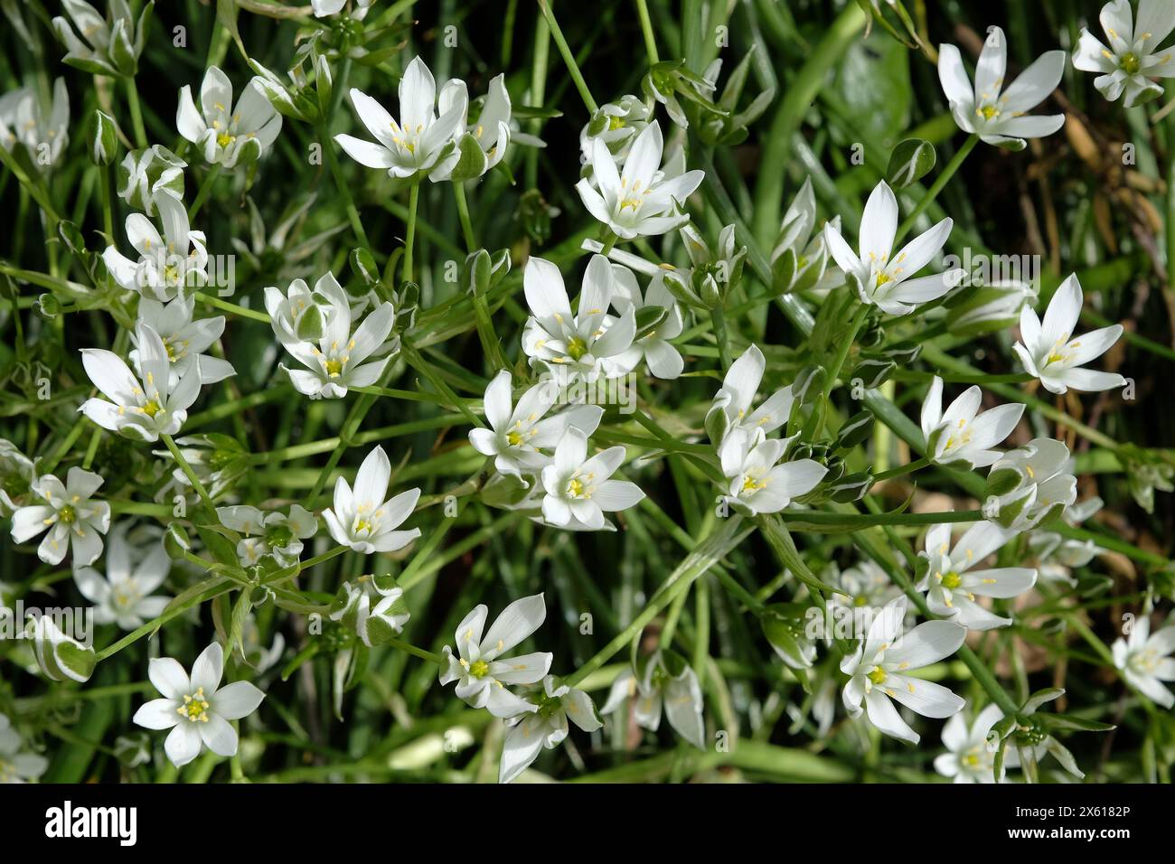 White Ornithogalum umbellatum, Common Star of Bethlehem in flower. Stock Photo