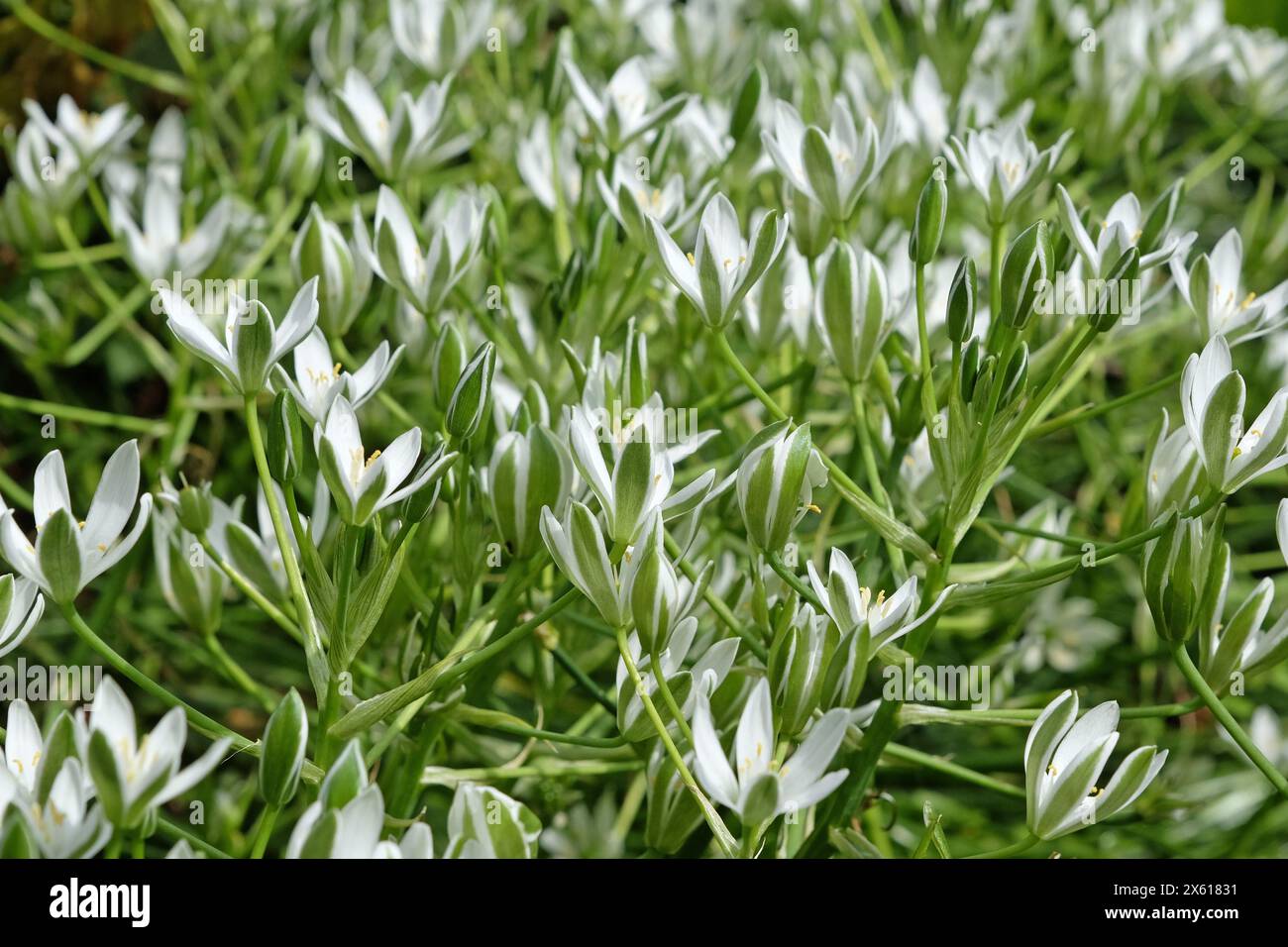 White Ornithogalum umbellatum, Common Star of Bethlehem in flower. Stock Photo