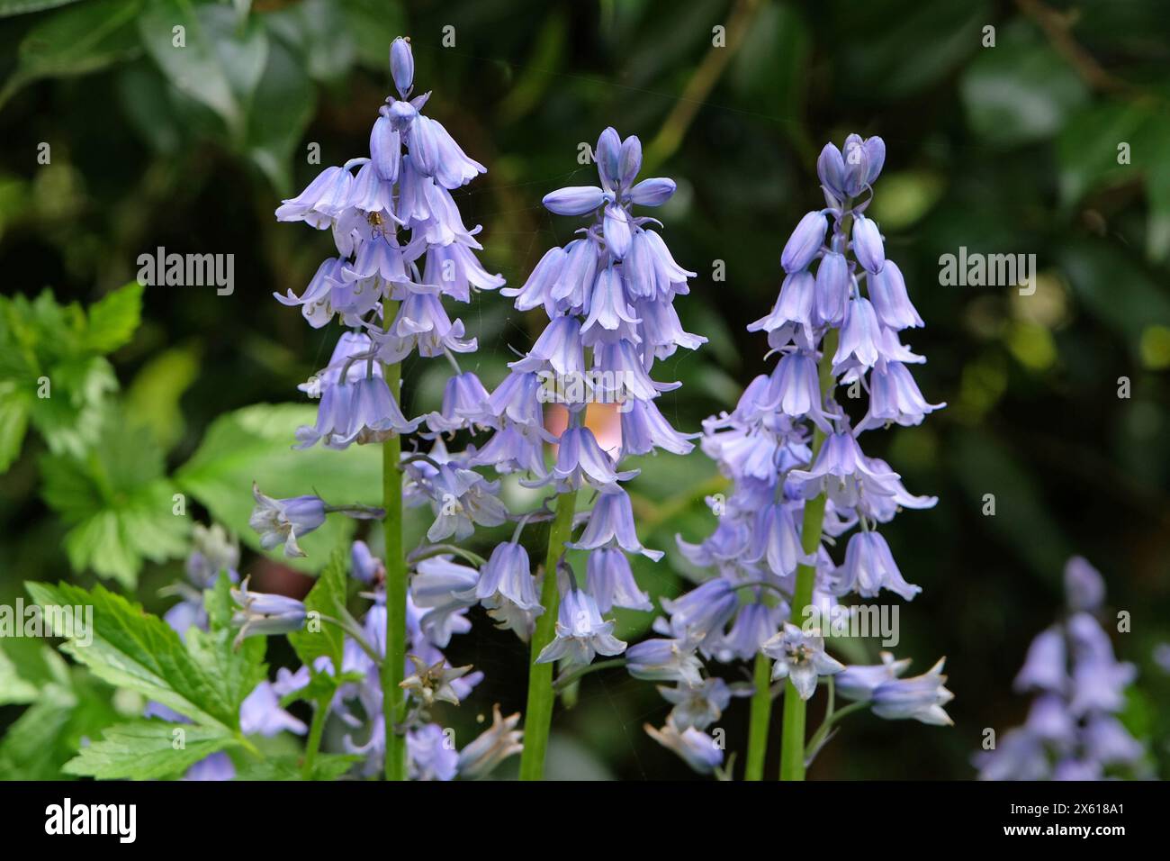 Hyacinthoides hispanica, Spanish bluebells or wood hyacinth in flower. Stock Photo