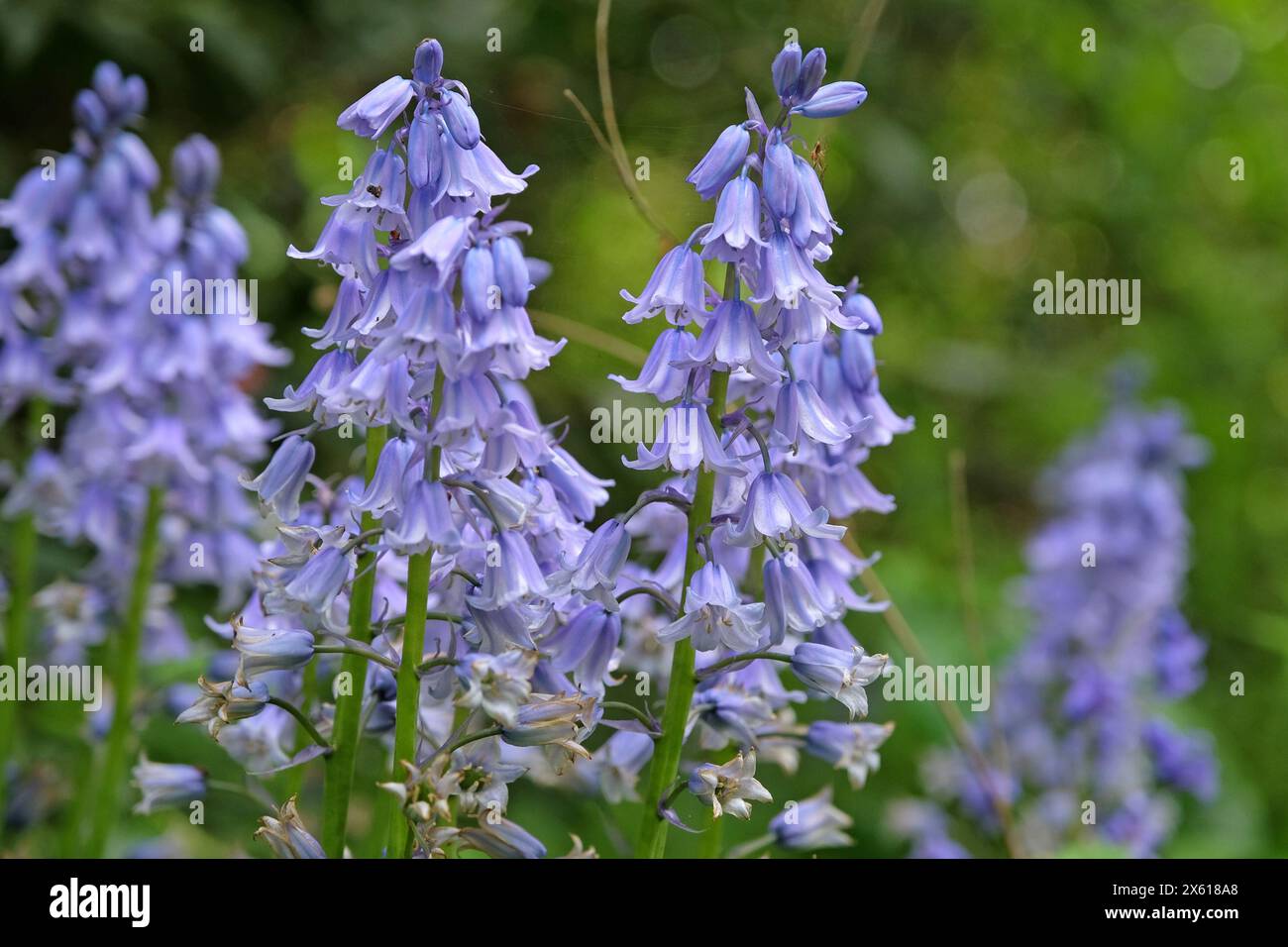 Hyacinthoides hispanica, Spanish bluebells or wood hyacinth in flower. Stock Photo