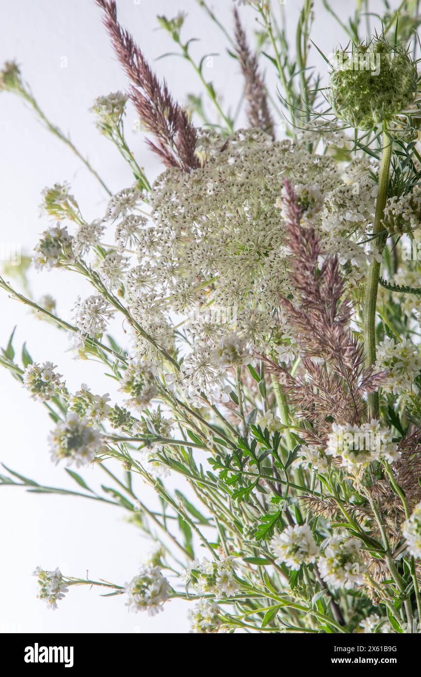 Bouquet of white flowers on a white background. Wild carrot and yarrow. Simple summer flower. Nature flora aesthetic. Petal bud. Floral botanical. Minimal style. Stock Photo