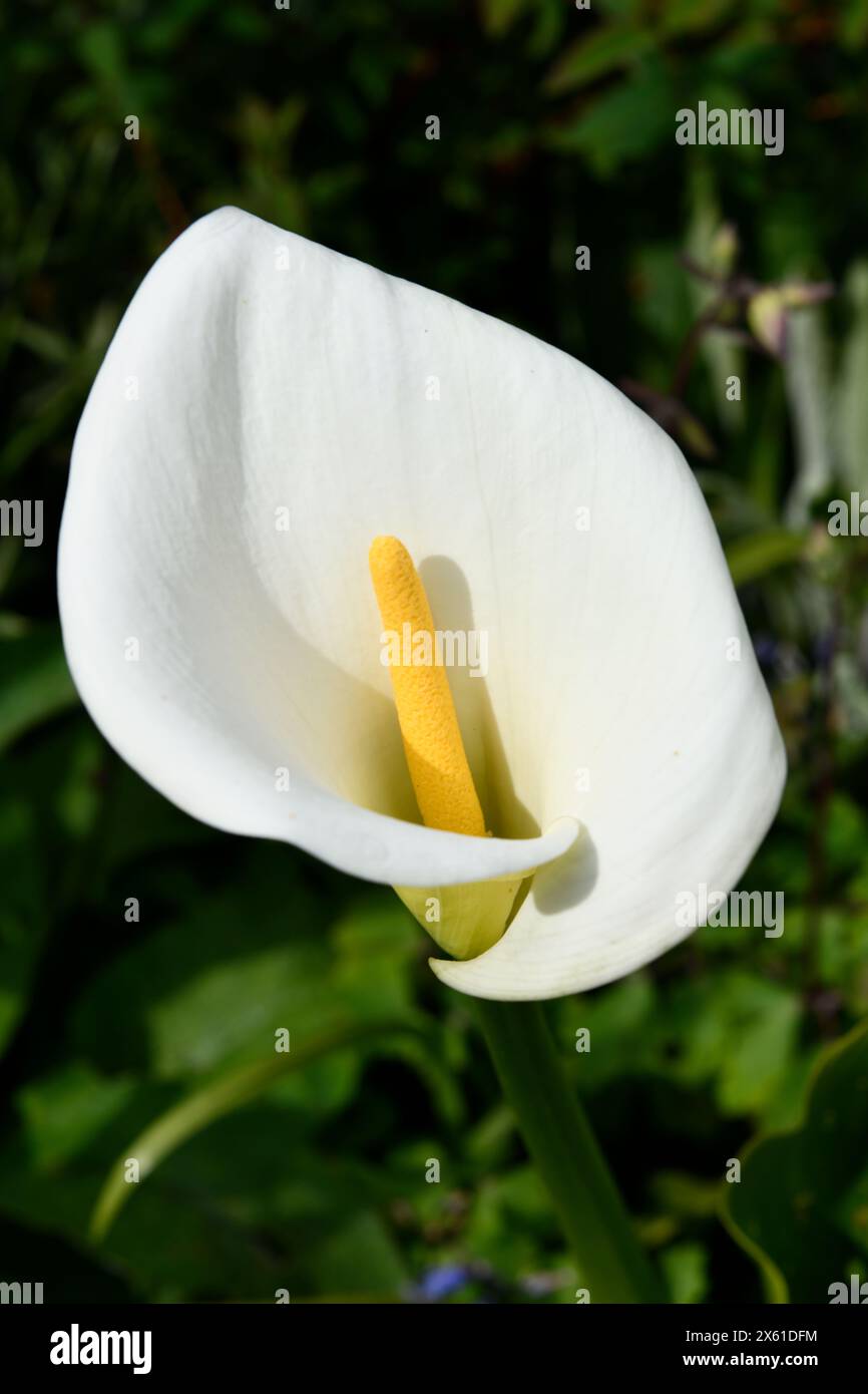White (Zantedeschia aethiopica)  Calla Arum lilies Stock Photo
