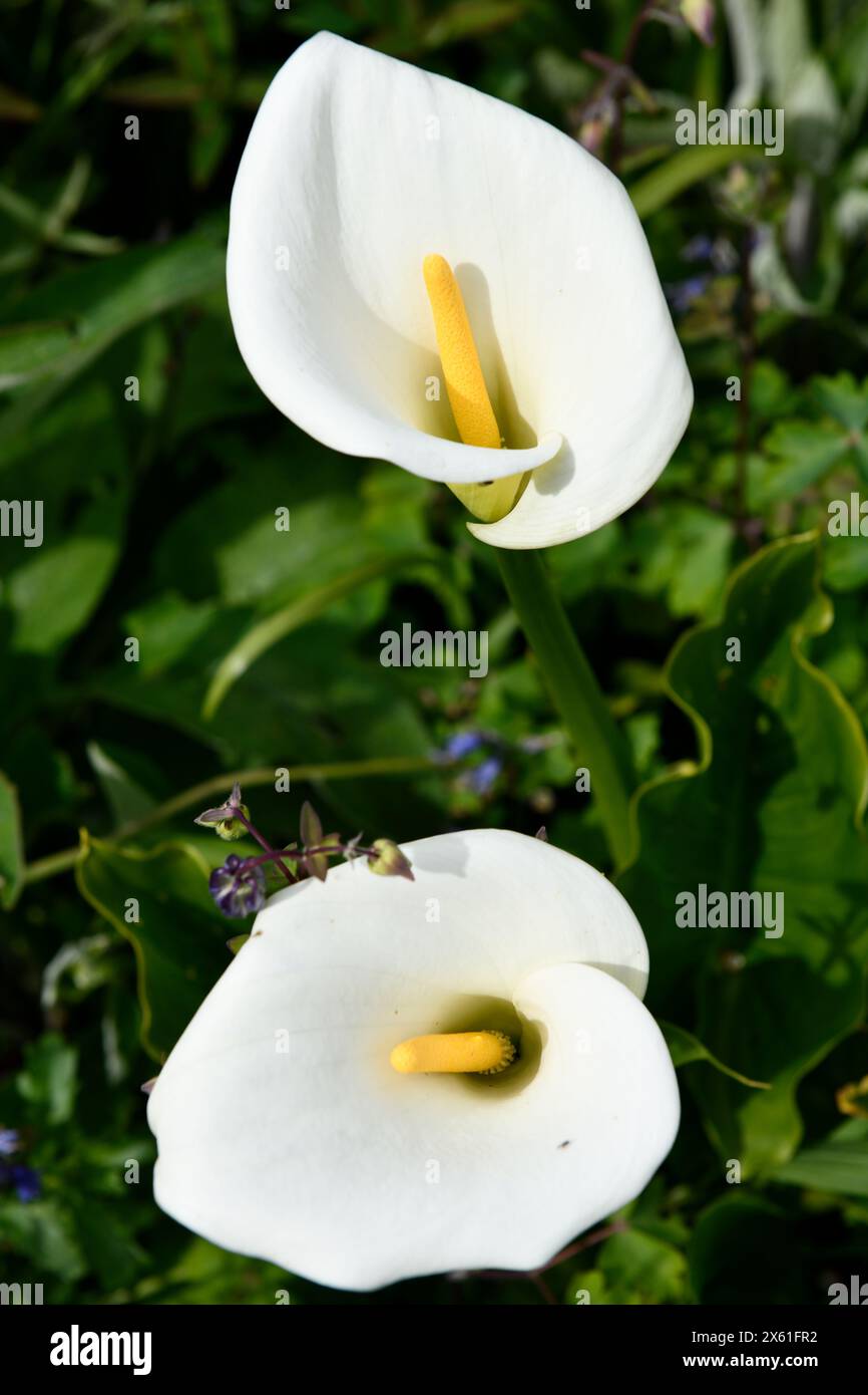 White (Zantedeschia aethiopica)  Calla Arum lilies Stock Photo