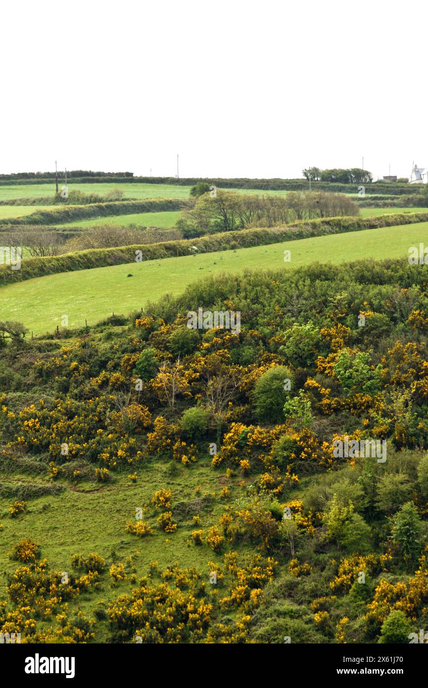 Yellow Gorse  (Ulex europaeus) growing in the Landscape just outside of Port Issac Cornwall England uk. Stock Photo