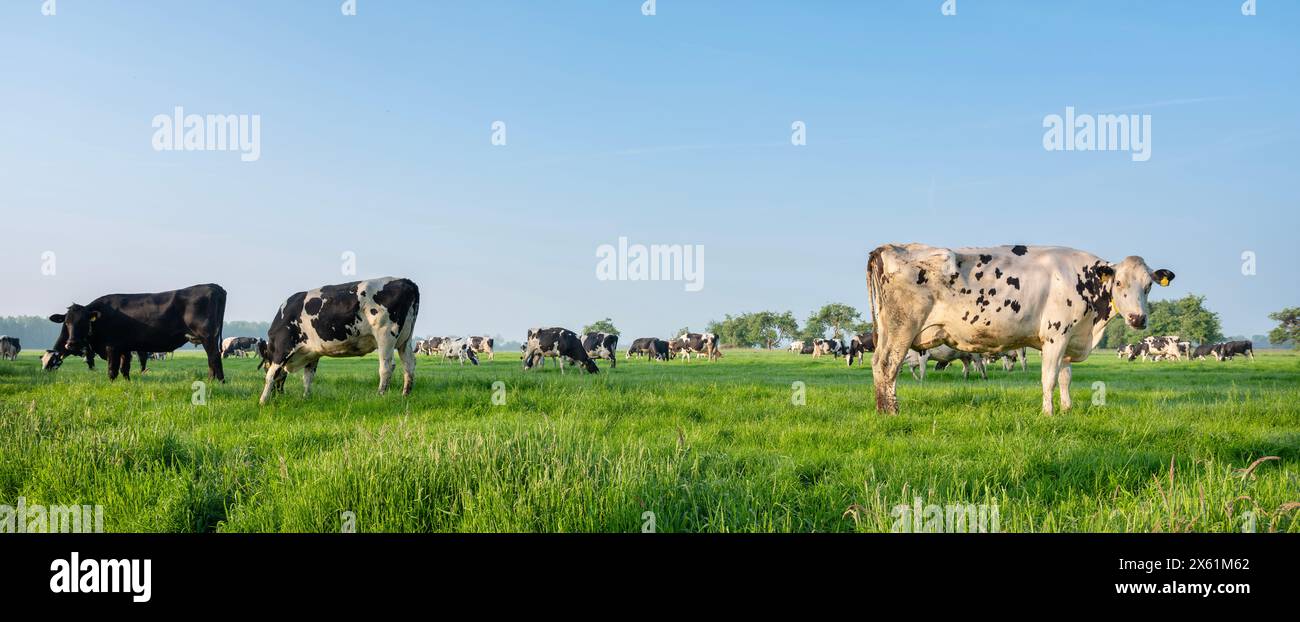 black and white spotted cows in green meadow under blue sky at sunrise ...