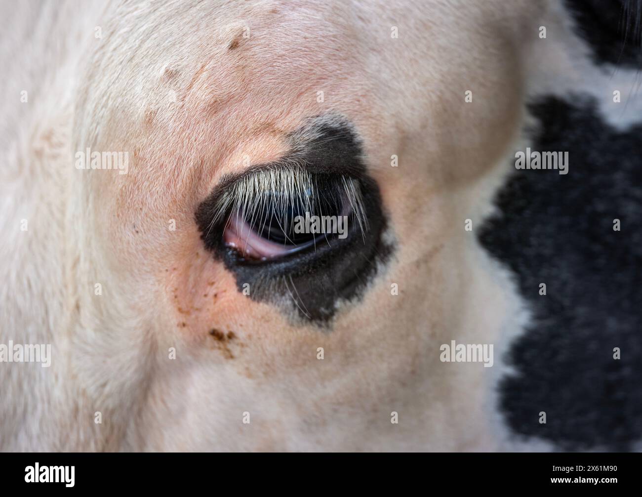 closeup of cow's eye of black and white spotted cow with white eyelashes Stock Photo