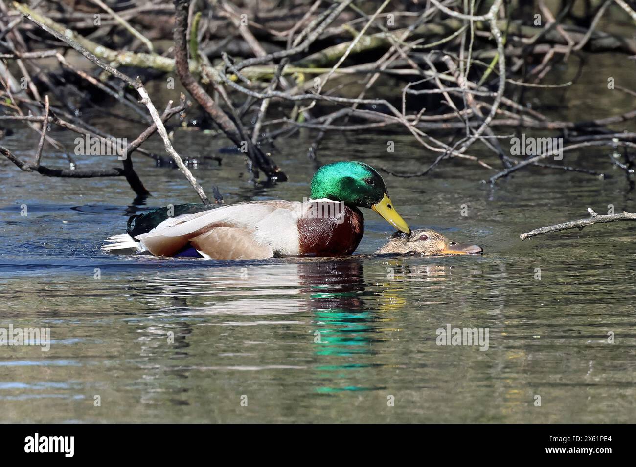 Wildlife at Tophill Low Nature Reserve Stock Photo - Alamy