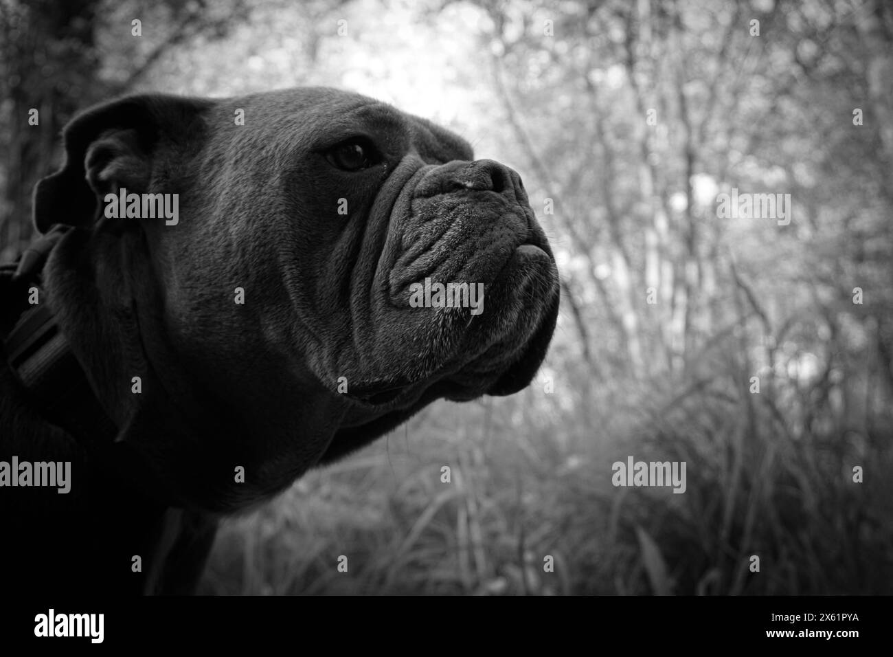 Portrait of a beautiful dog in black and white Stock Photo - Alamy
