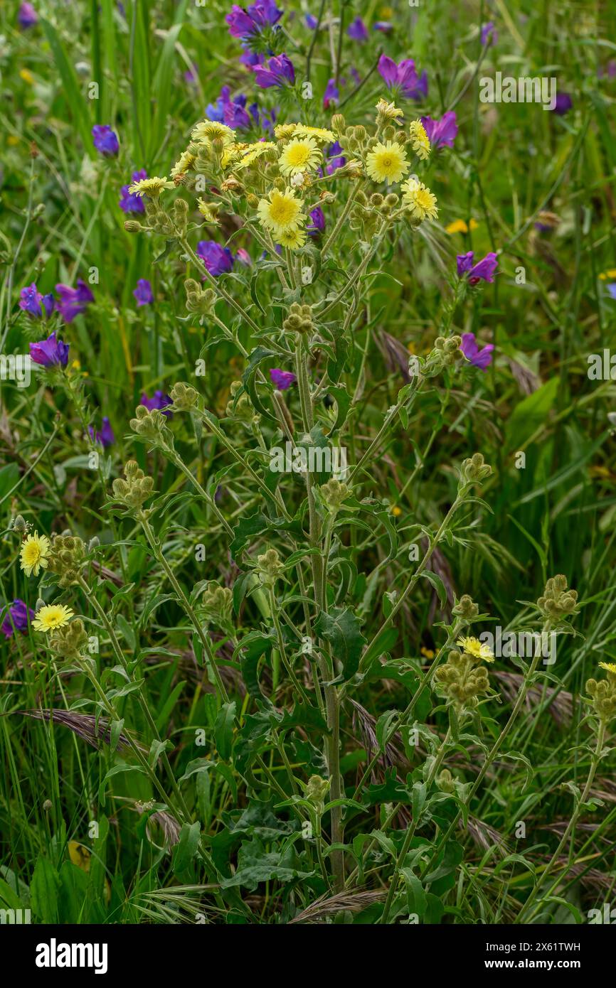 Common Andryala, Andryala integrifolia in flower in sandy grassland in spring, south-west Spain. Stock Photo