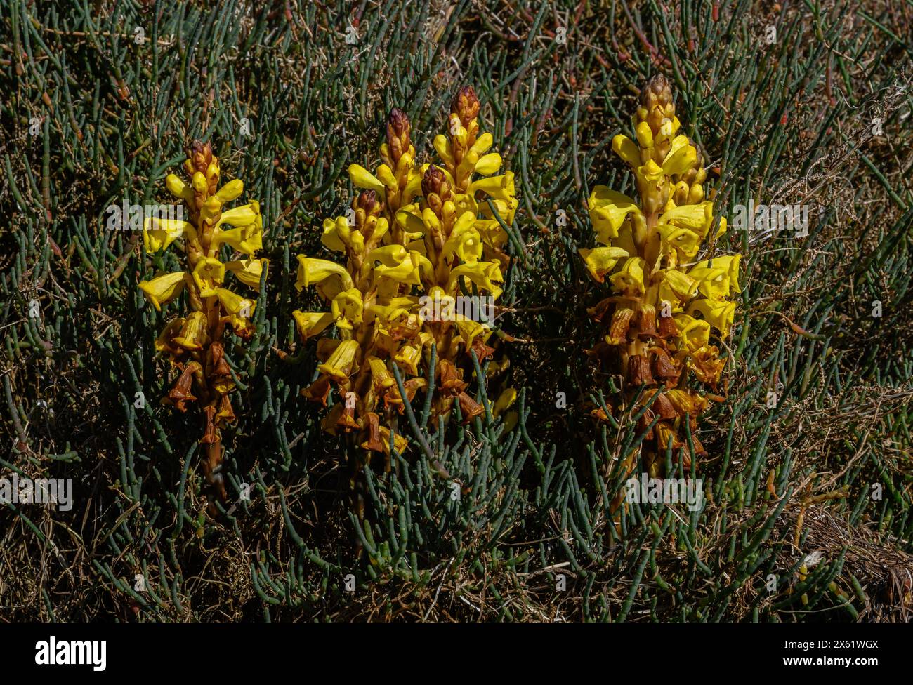 Yellow Broomrape, Cistanche phelypaea, parasitic on a Glasswort on the edge of saltmarsh, Ria Formosa Natural Park, Algarve. Portugal. Stock Photo
