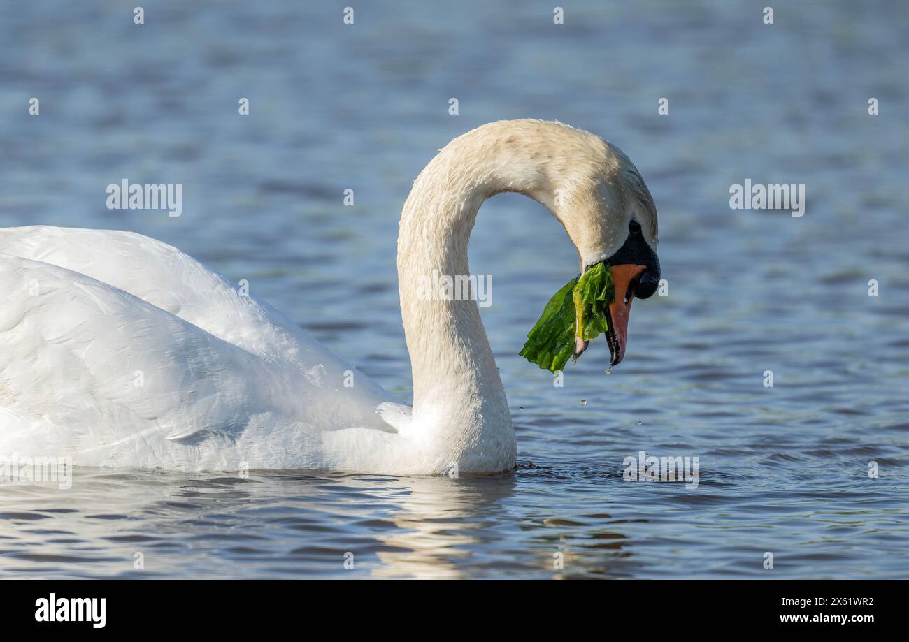 Male Mute swan, Cygnus olor, eating Green Sea Lettuce, Ulva lactuca at Lodmoor, Dorset. Stock Photo