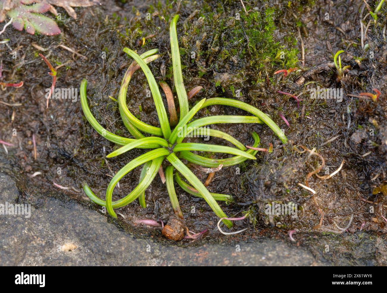 Land quillwort, Isoetes histrix, an aquatic Atlantic-mediterranean pteridophyte growing in winter-wet ground, Cornwall. Stock Photo