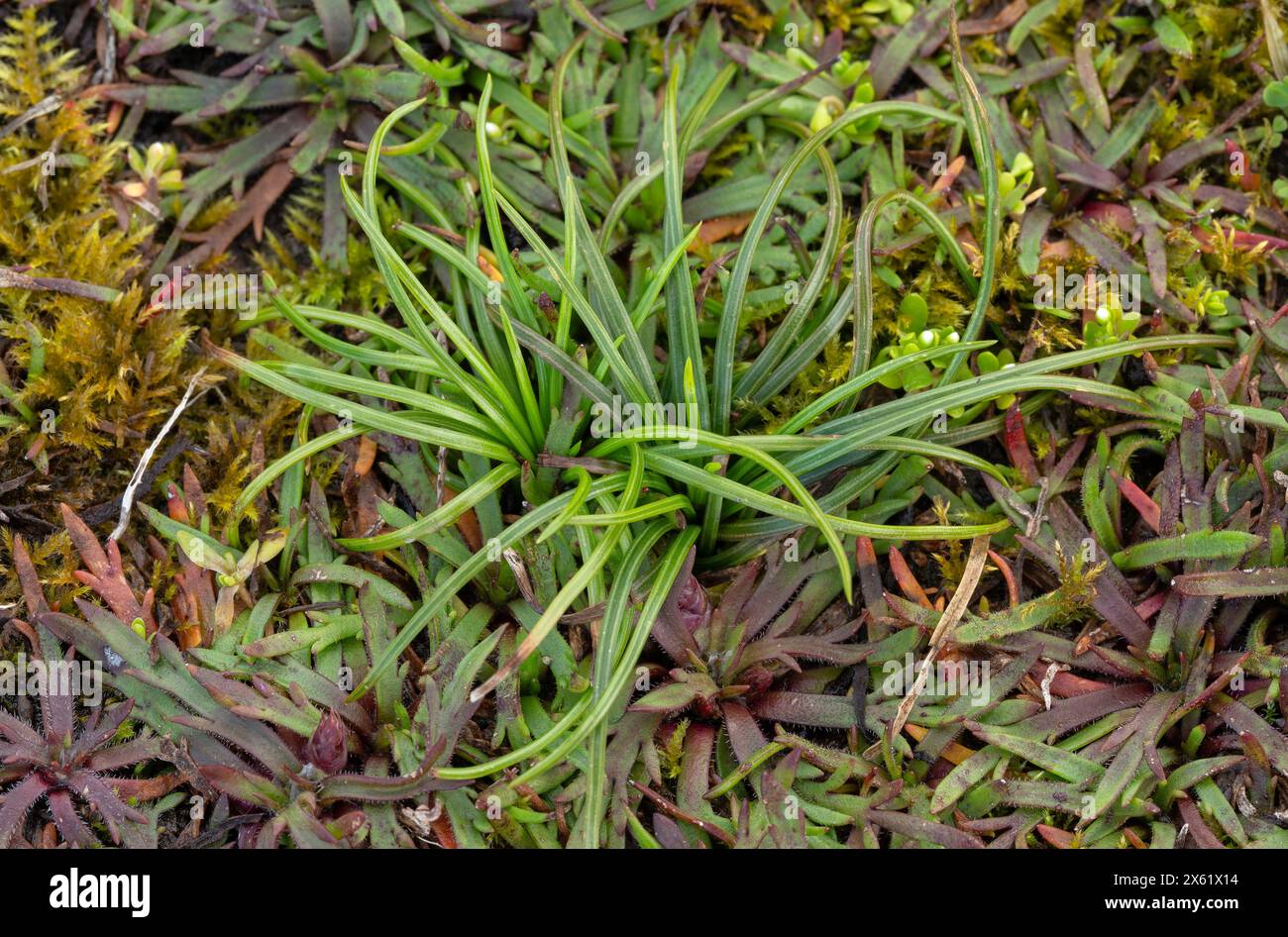 Land quillwort, Isoetes histrix, an aquatic Atlantic-mediterranean pteridophyte growing in winter-wet ground, Cornwall. Stock Photo