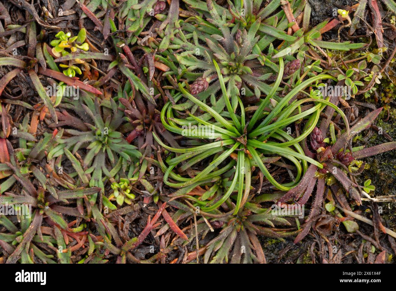 Land quillwort, Isoetes histrix, an aquatic Atlantic-mediterranean pteridophyte growing in winter-wet ground, Cornwall. Stock Photo