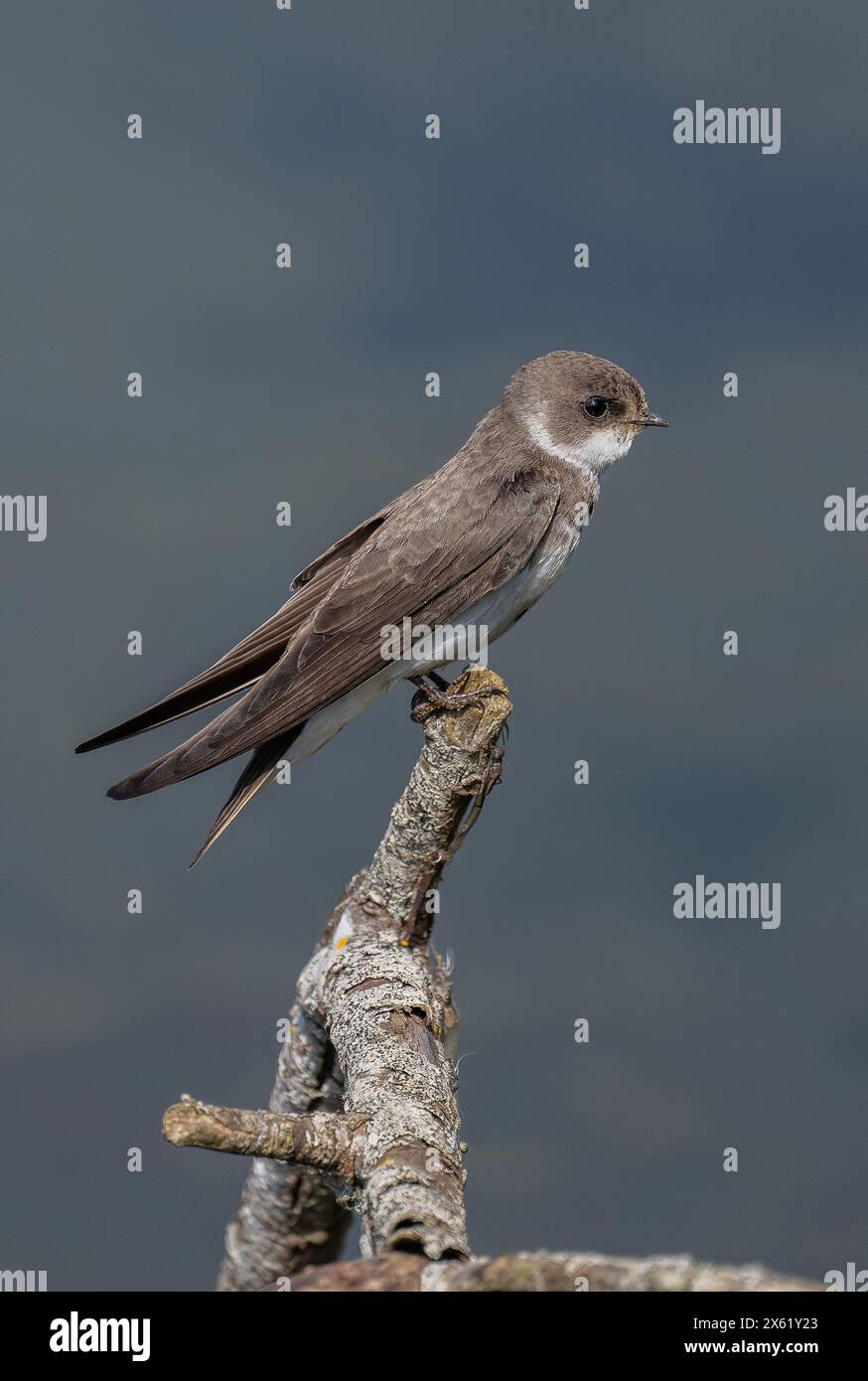 Shiny Riparia Sand martin, Riparia riparia, perched close to nesting site, in ...