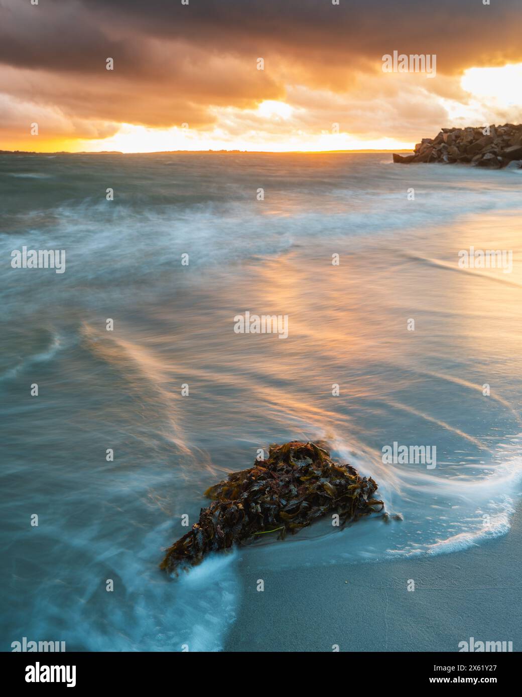 The sun dips toward the horizon, casting a warm glow over the shoreline in Sweden. Waves gently lap at the beach, swirling around clumps of seaweed as Stock Photo
