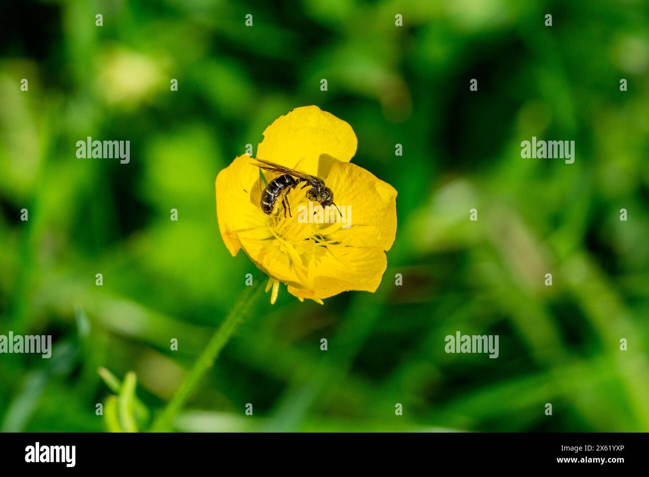 Chelostoma florisomne, the large scissor-bee searching for nectar on a bulbous buttercup flower Stock Photo