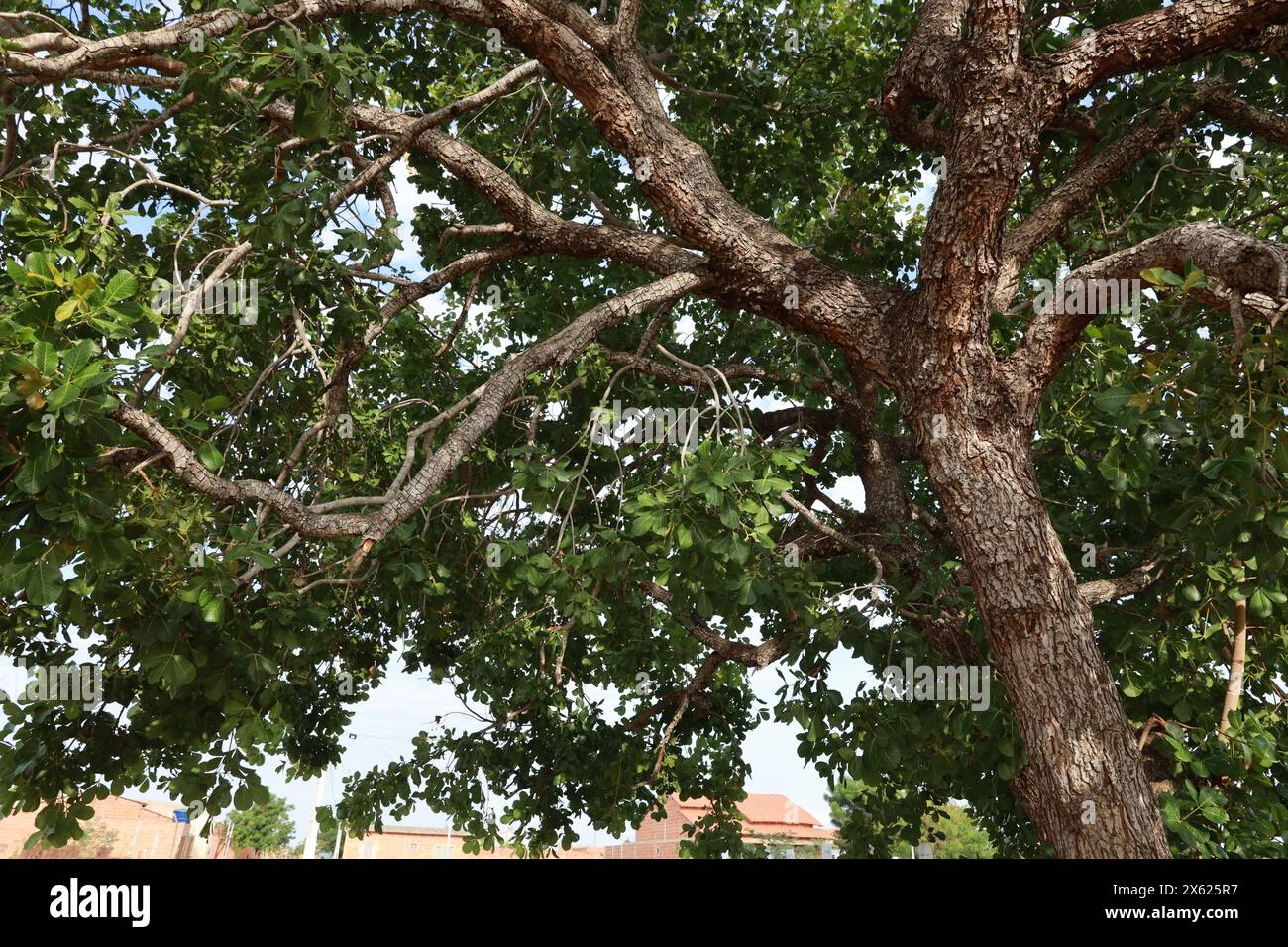 pequi tree barra, bahia, brazil - december 8, 2023: Pequi tree seen in the city of Barra, in western Bahia. BARRA BAHIA BRAZIL Copyright: xJoaxSouzax 081223JOA0578 Stock Photo