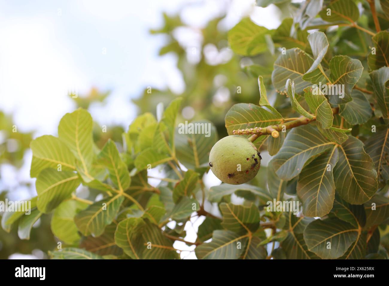 pequi tree barra, bahia, brazil - december 8, 2023: Pequi tree seen in the city of Barra, in western Bahia. BARRA BAHIA BRAZIL Copyright: xJoaxSouzax 081223JOA0588 Stock Photo