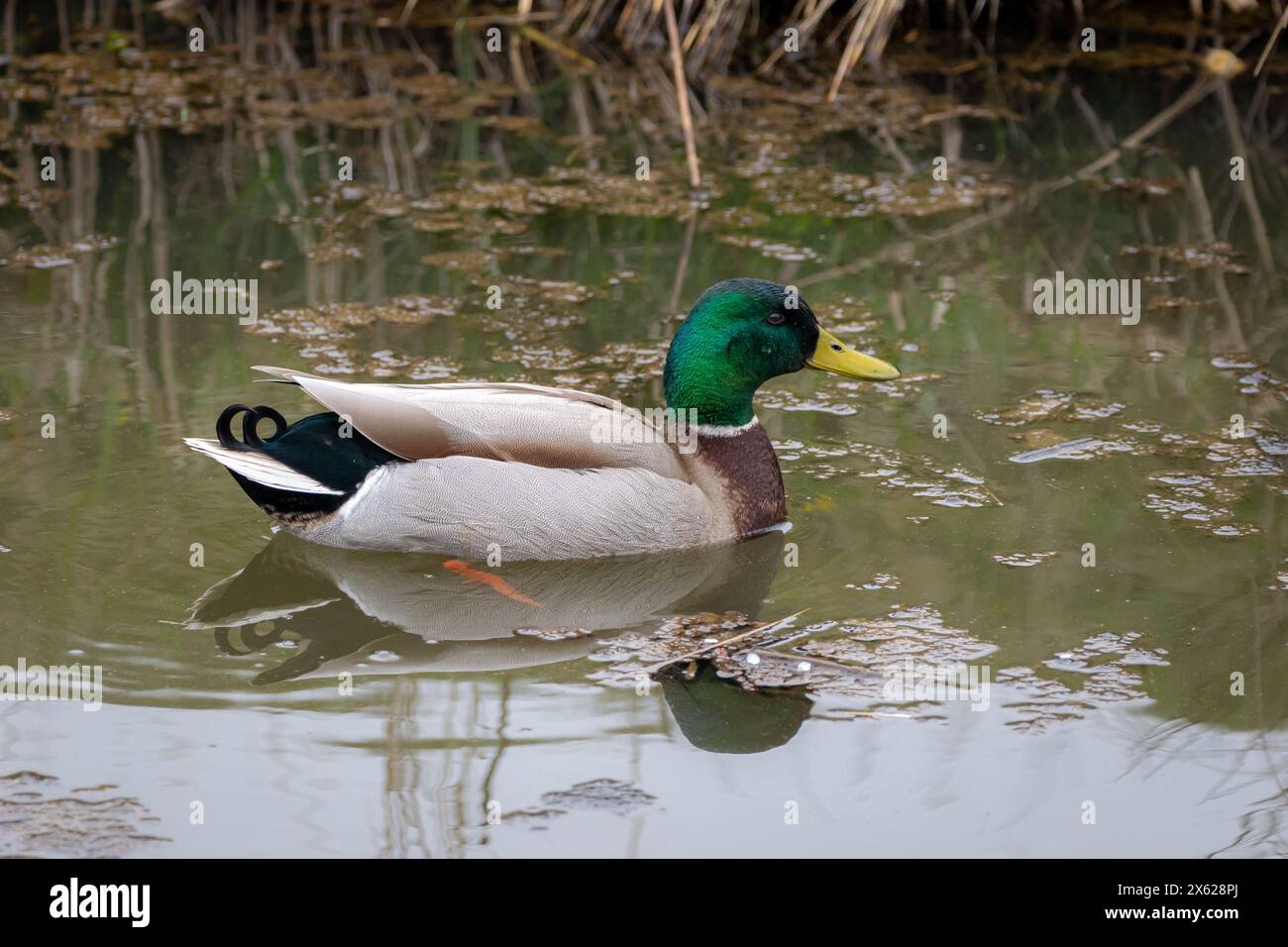 A male, Mallard duck (Anas platyrhynchos) swimming on the water. Stock Photo