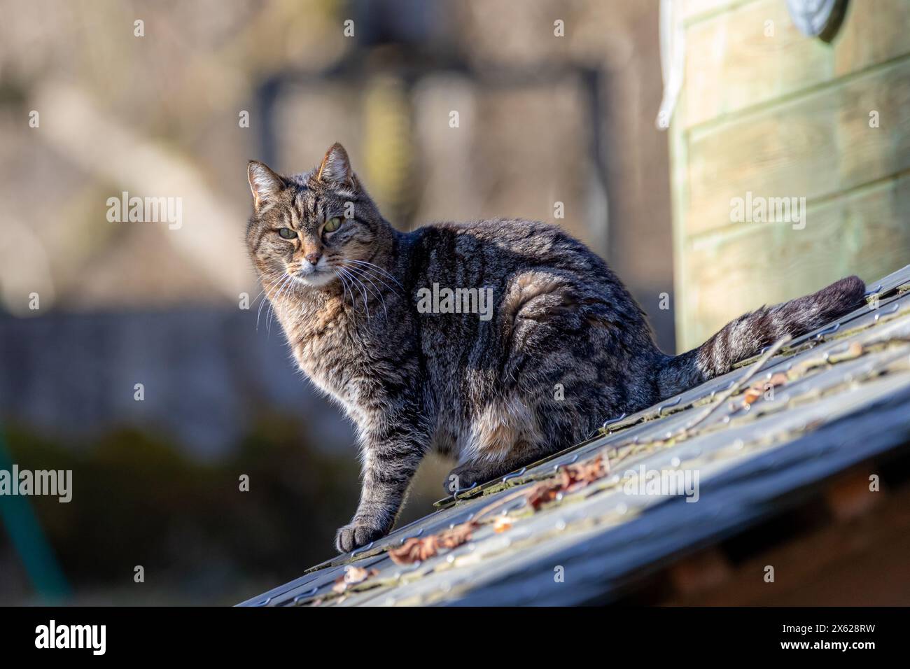 A domestic tabby cat sitting on a sloping roof. Stock Photo