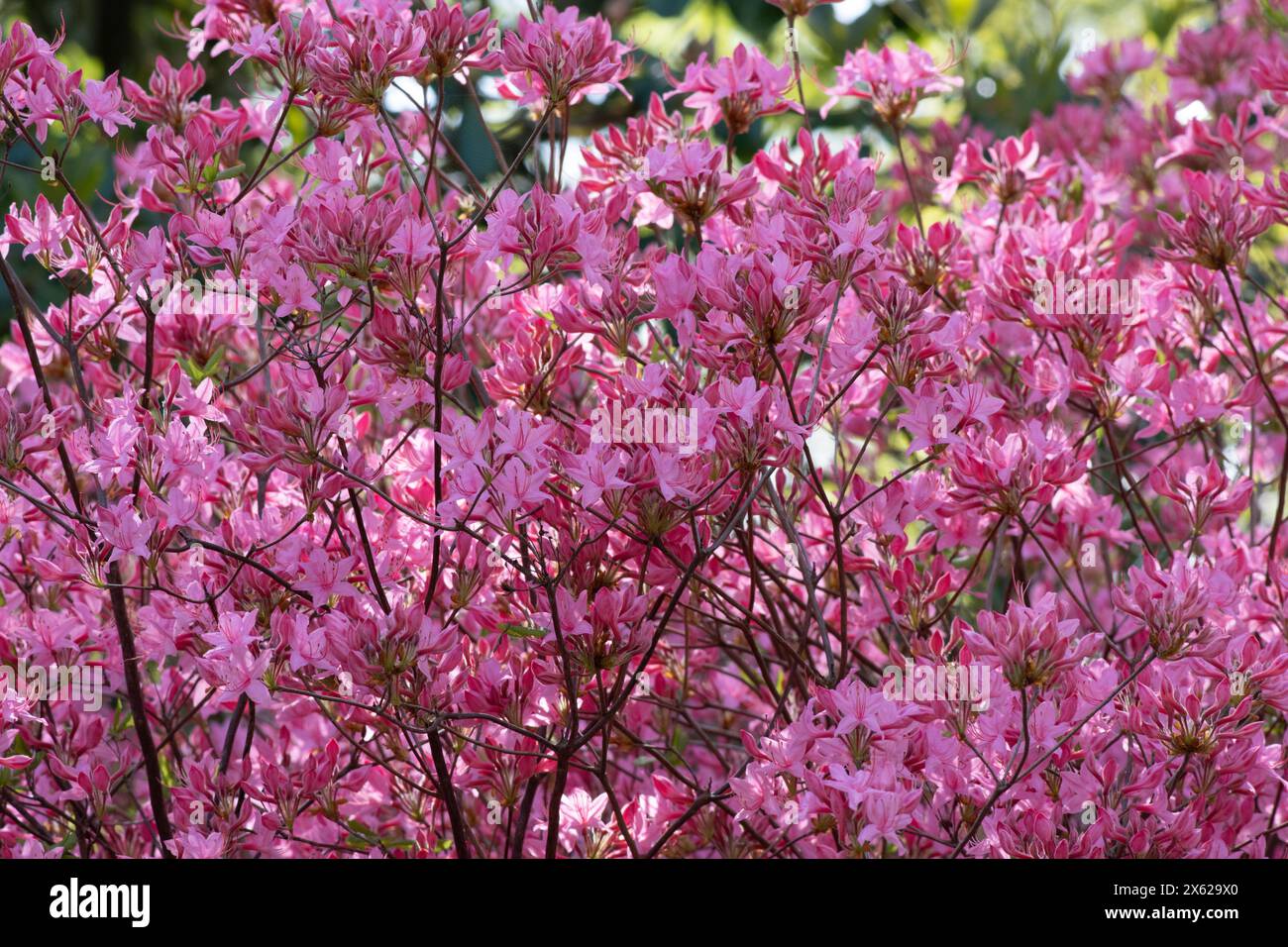 Rhododendron prinophyllum Stock Photo