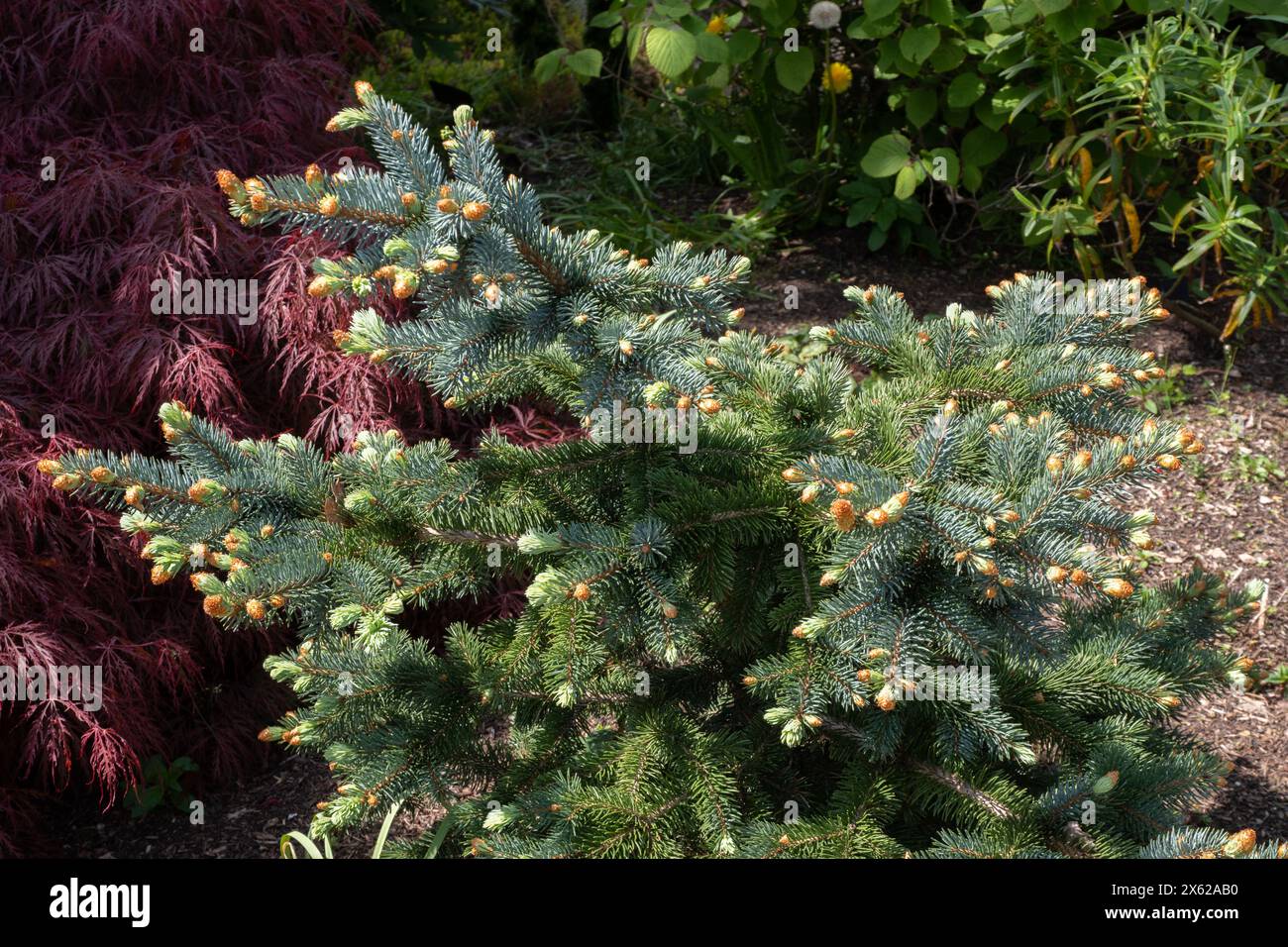 Picea pungens (Glauca Group) 'Oldenburg' Stock Photo