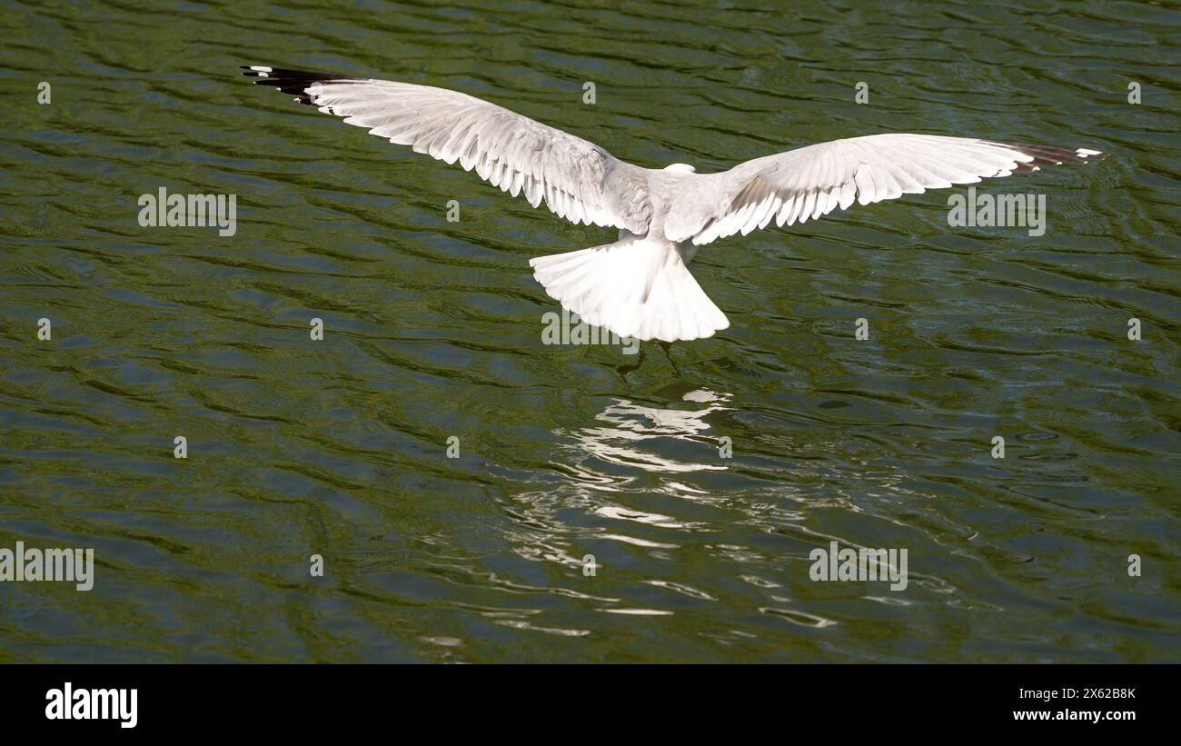 City Park pond with a Seagull in flight Stock Photo