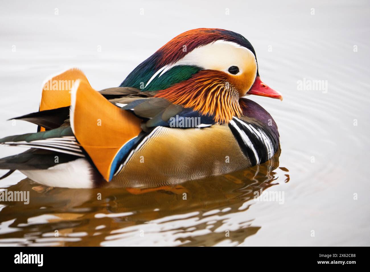 Escaped farm mandarin duck, along the shores of the St. Lawrence River. Stock Photo