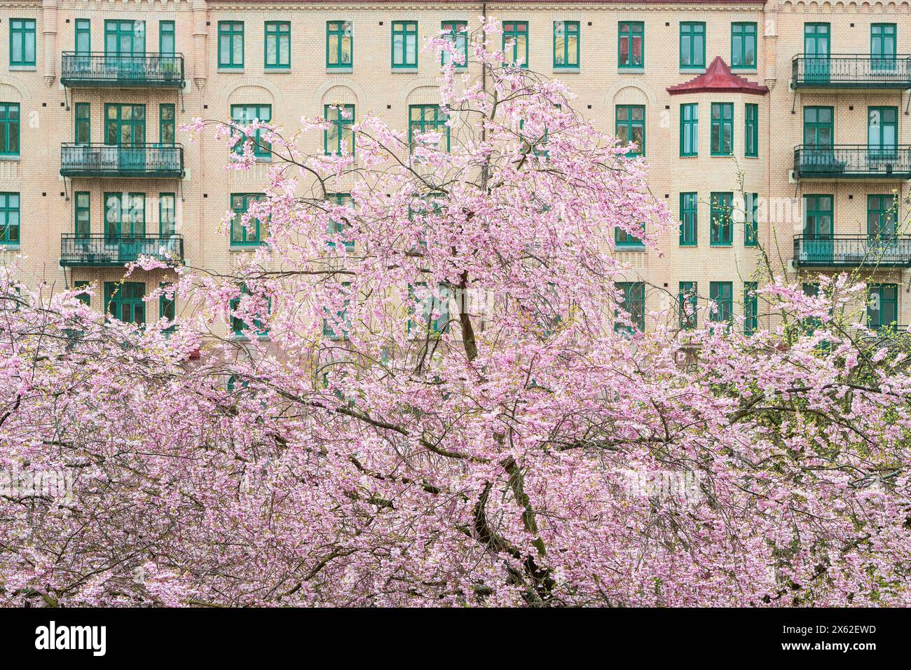A vibrant cherry blossom tree with pink blossoms stands in front of a building in Gothenburg, Sweden. The tree adds a pop of color to the urban landsc Stock Photo