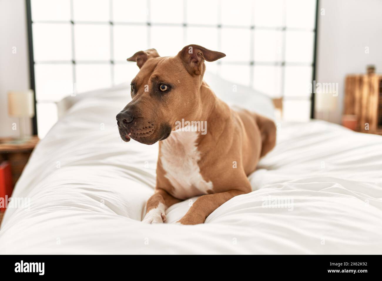 A brown dog with alert expression lies comfortably on a white bed in a ...